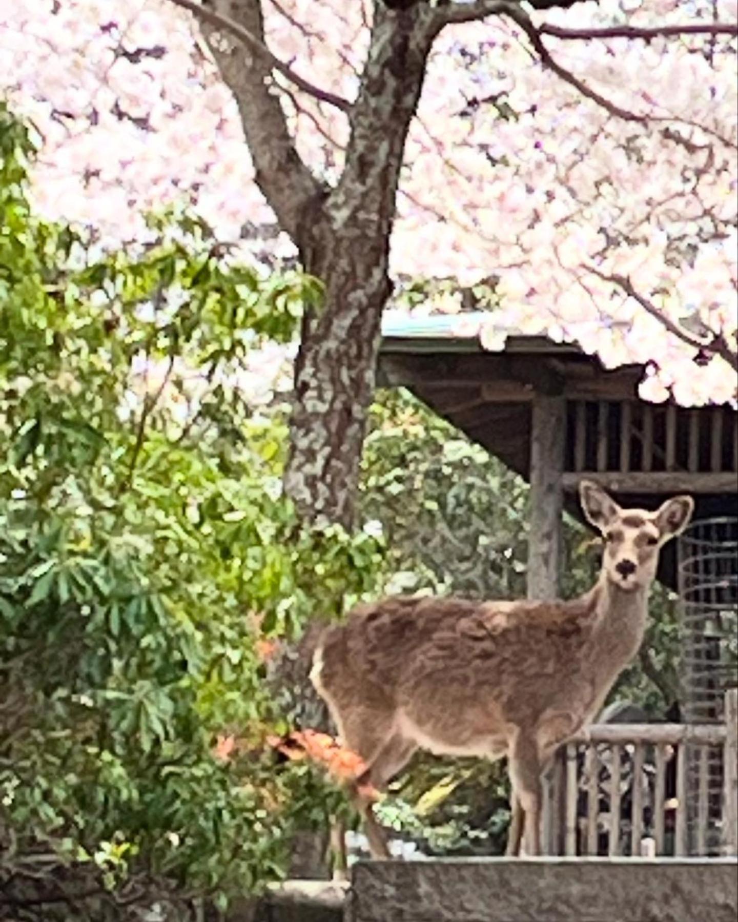 宮島 町家宿 進龍庵 Hatsukaichi Exteriör bild